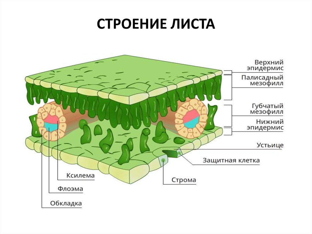 Какой буквой на рисунке обозначена фотосинтезирующая ткань