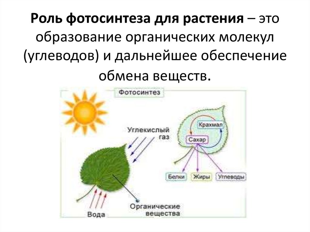 При дыхании растений образуются органические вещества. Оксигенный фотосинтез схема. Схема роль фотосинтеза в природе. Фотосинтез растений 3 класс. Космическая роль фотосинтеза биология 6 класс.