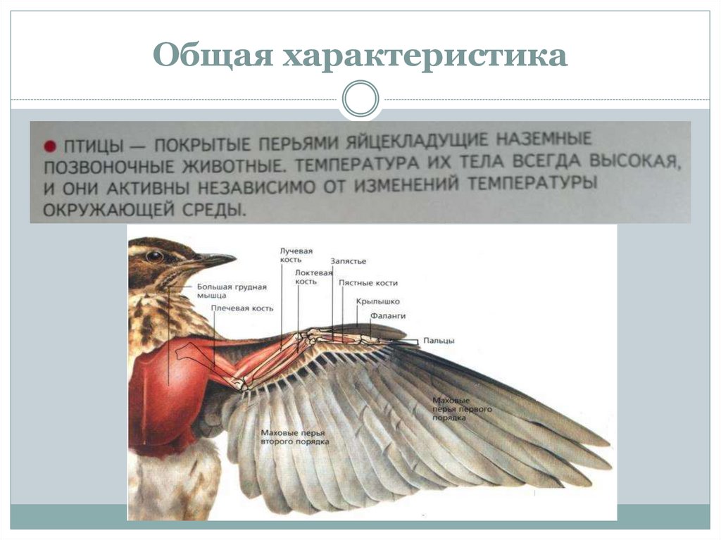 Класс птицы особенности строения и жизнедеятельности