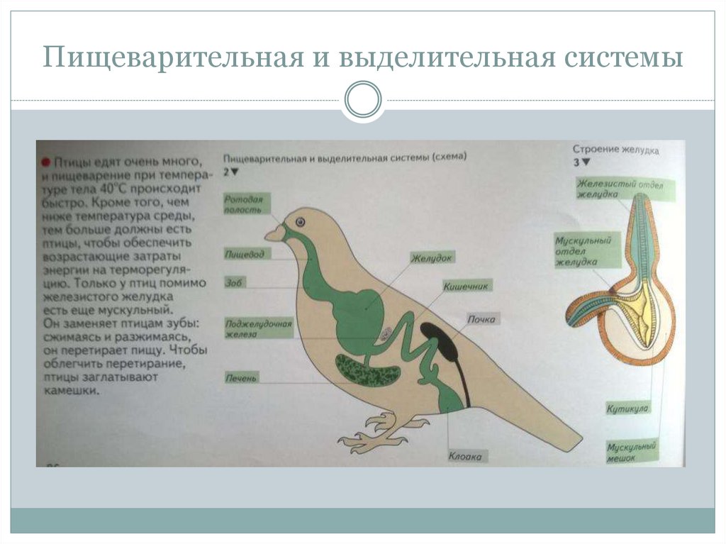 Схема пищеварительной системы у птиц