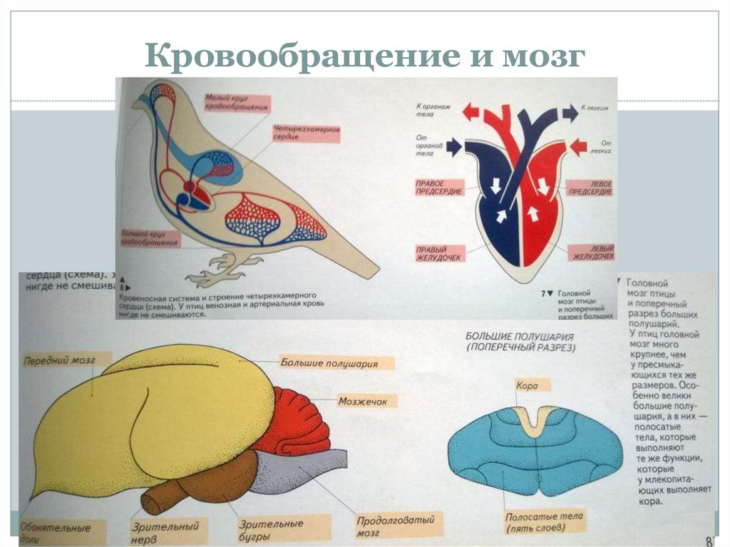 Животное имеет один круг кровообращения. Строение сердца и мозга птиц. Строение головного мозга птиц. Двухкамерное сердце у птиц. Головной мозг сердце у птиц.