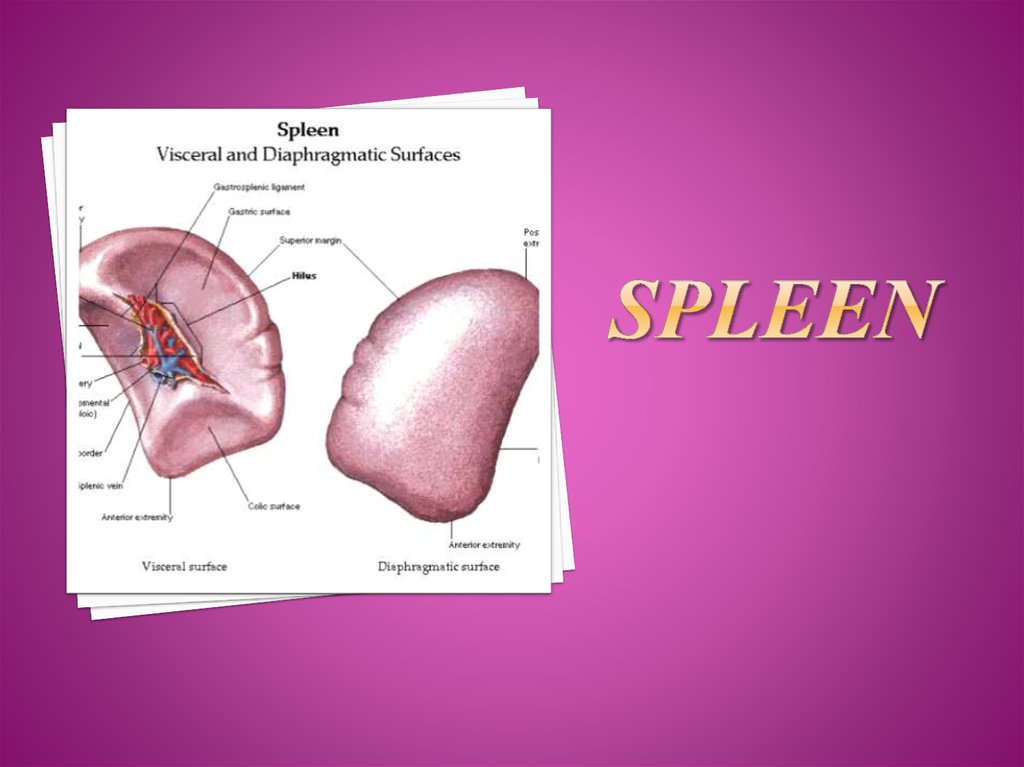 SPLEEN