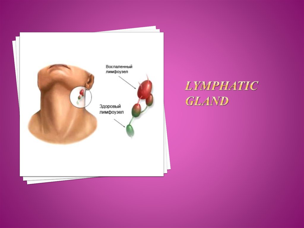 Lymphatic gland