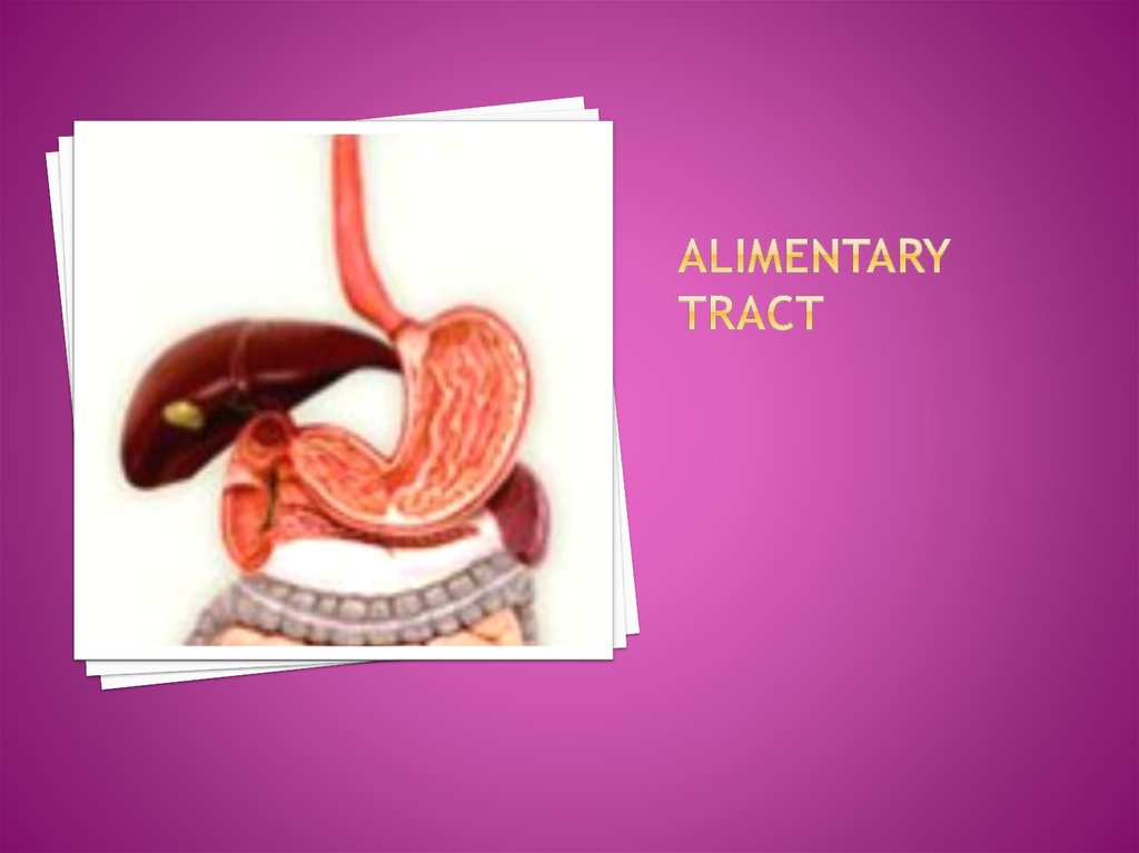 ALIMENTARY TRACT