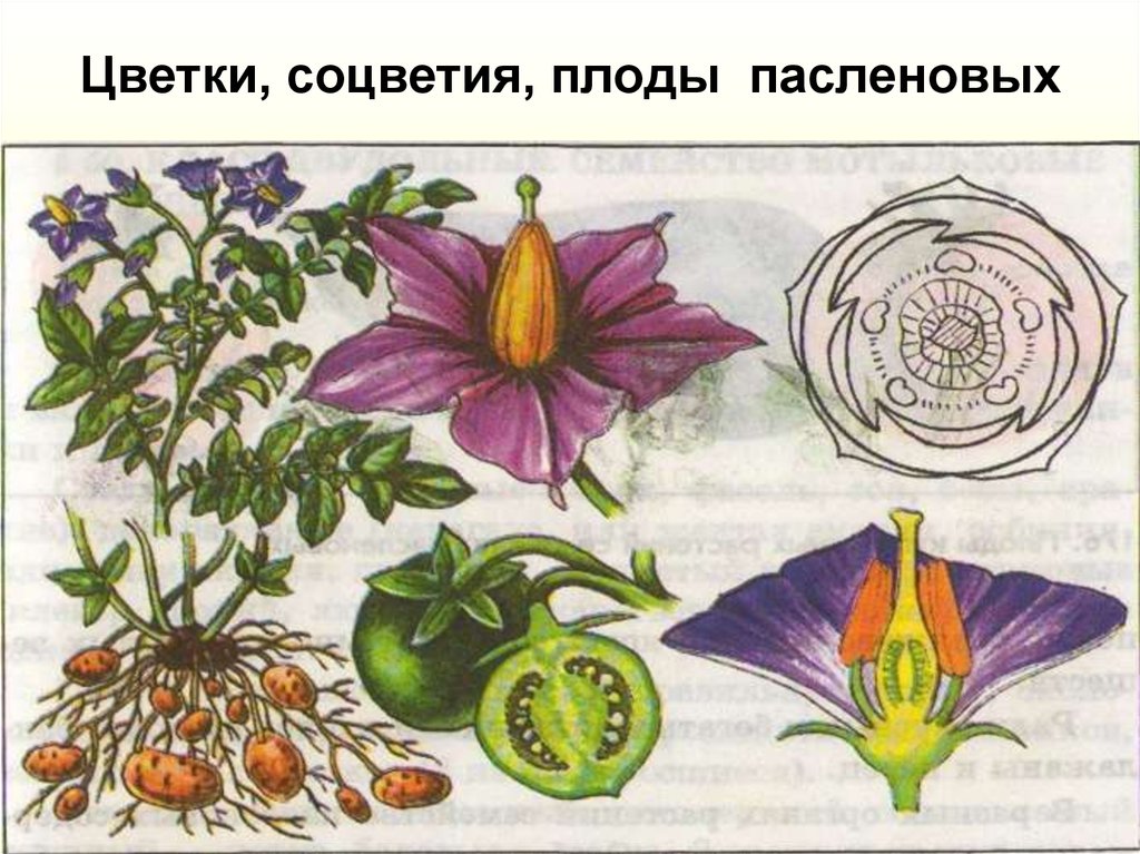 Семейство пасленовые диаграмма цветка