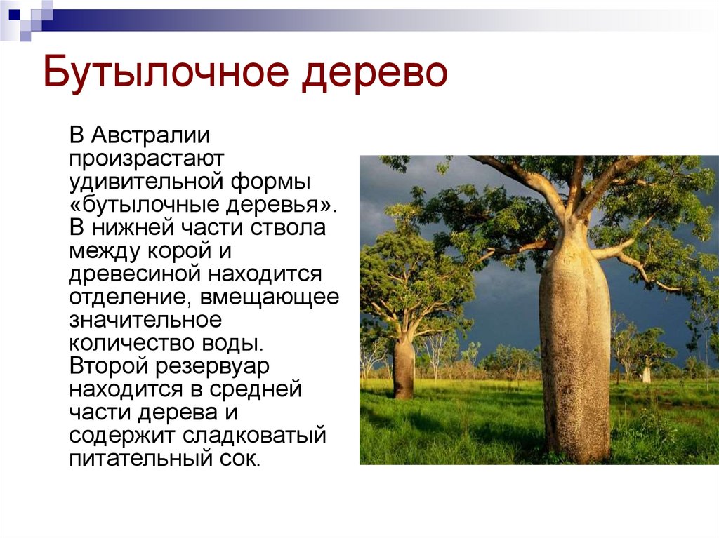 Бутылочное дерево природная зона