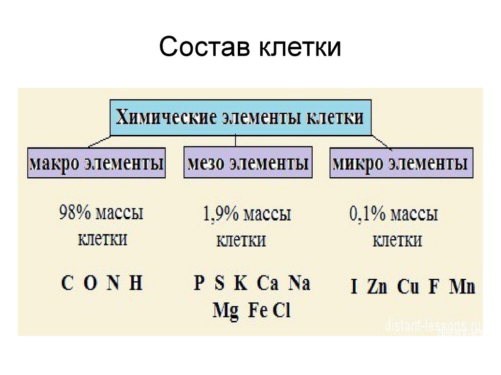 Какие элементы входят состав клетки