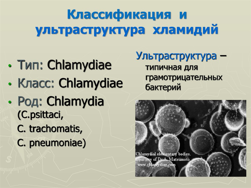 Anti chlamydia trachomatis. Хламидии классификация бактерий. Хламидия трахоматис морфология. Хламидия пситаци. Ультраструктура бактерий.