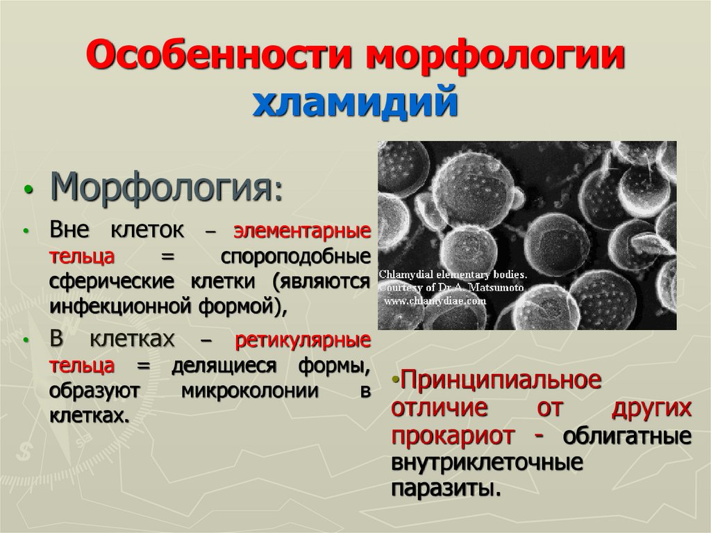 Элементарные тельца хламидий. Хламидии морфология микробиология. Особенности морфологии. Хламидии особенности морфологии.