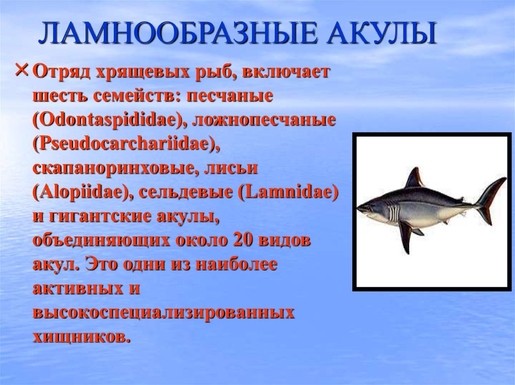 Хрящевые рыбы 5 класс. Доклад об кхрящевых рыбах. Класс хрящевые рыбы. Хрящевые акулы представители. Отряды и представители хрящевых рыб.