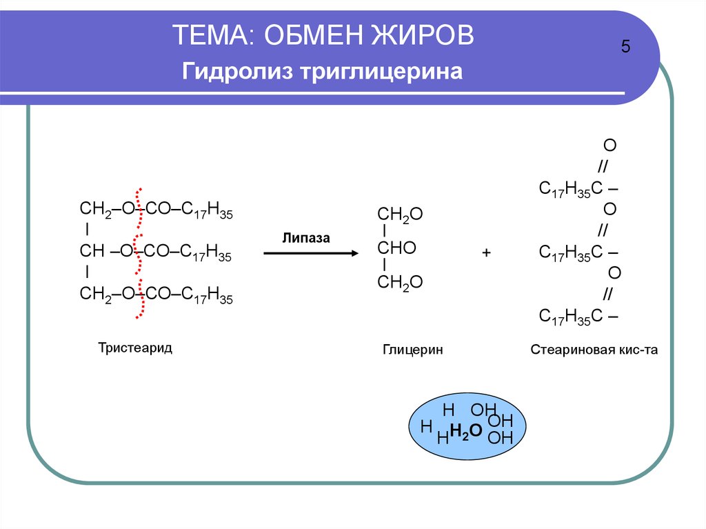 Презентация на тему обмен жиров