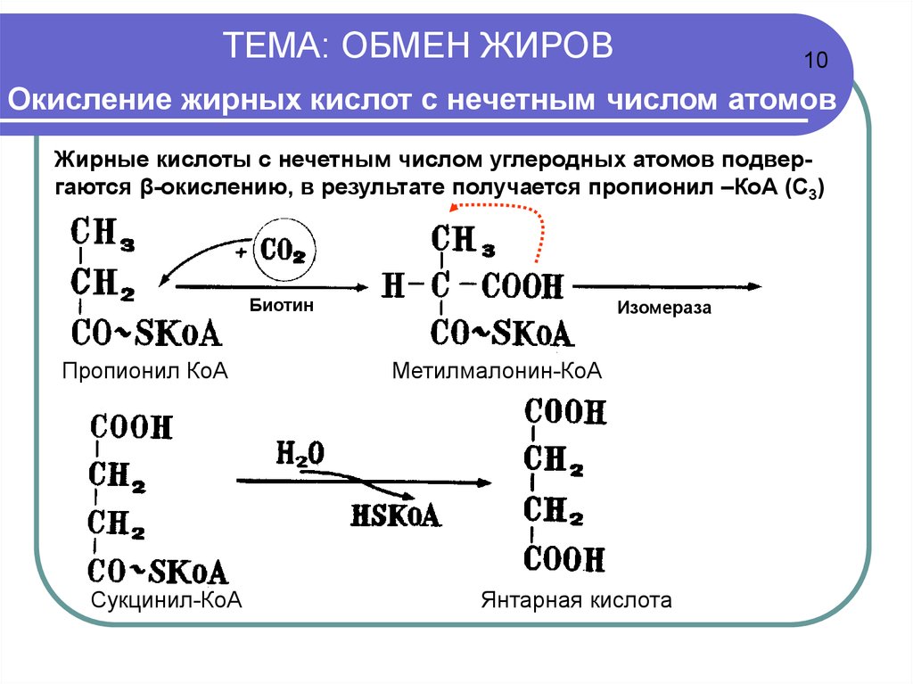 Форум жиров. Активаторы бета окисления жирных кислот. Обмен жирных кислот бета окисление. Исходный субстрат бета окисления. Механизм b-окисления жирных кислот:.