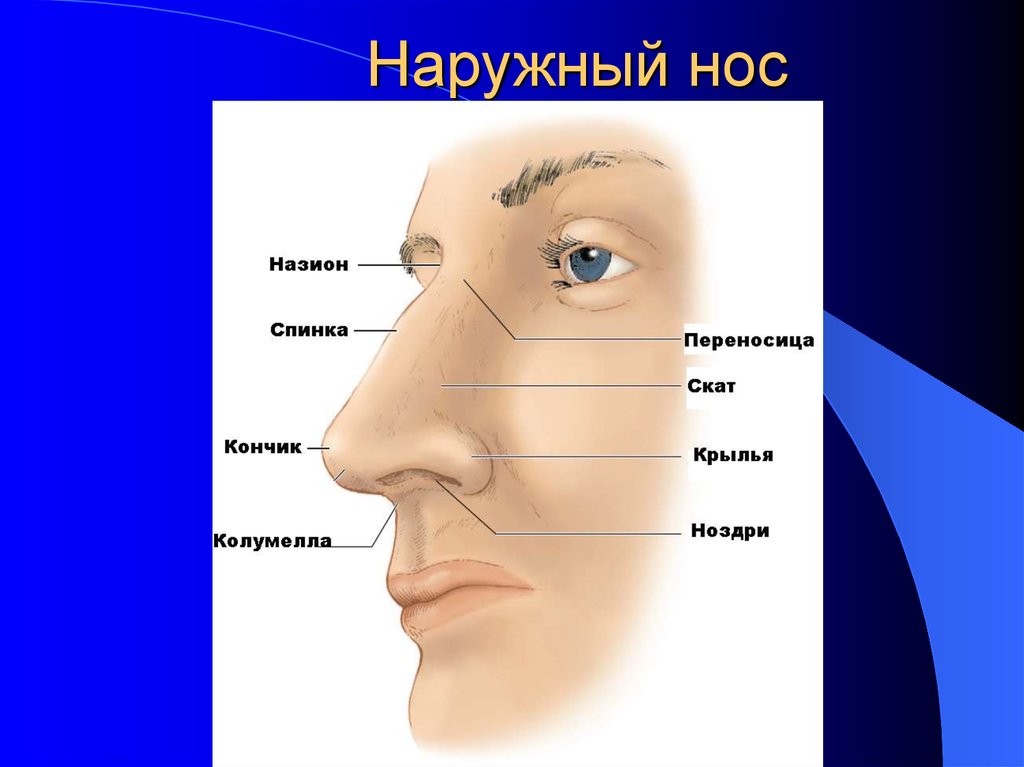 Строение носа изнутри у человека фото