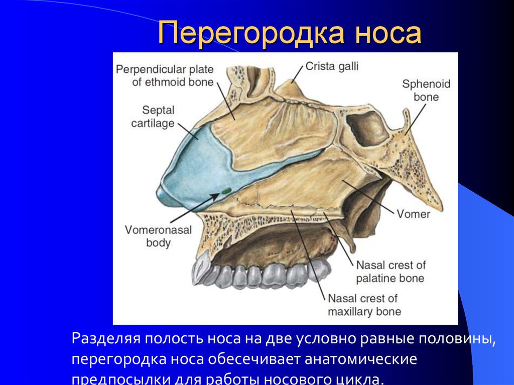 Гребень перегородки. Носовые полости анатомия костей. Кости образуют перегородку полости носа:. Анатомия полости носа перегородка. Носовая перегородка строение.