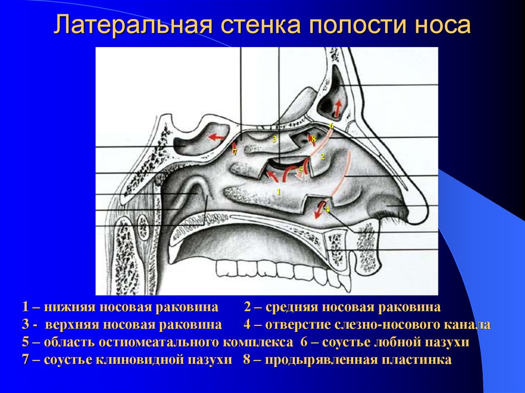 В верхний носовой ход открывается пазуха. Придаточные пазухи носа анатомия. Придаточные пазухи носа строение анатомия. Отверстие гайморовой пазухи.