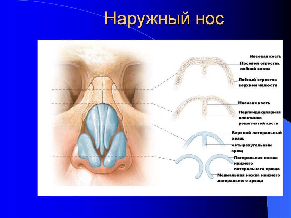 Анатомия носа презентация