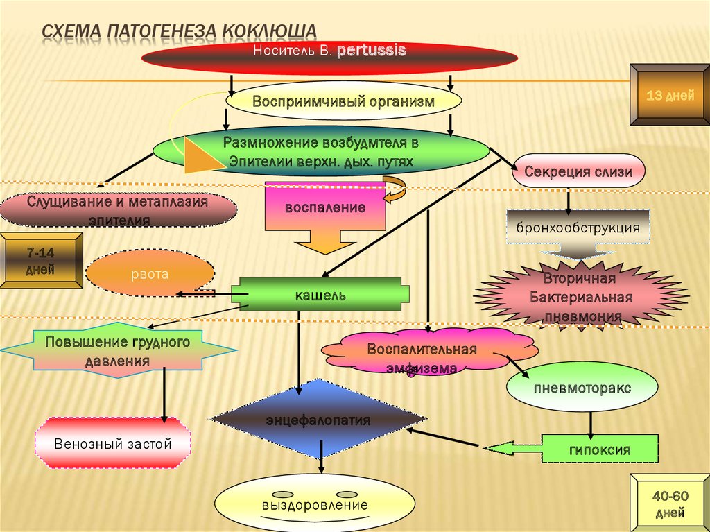 Схема патогенеза чумы