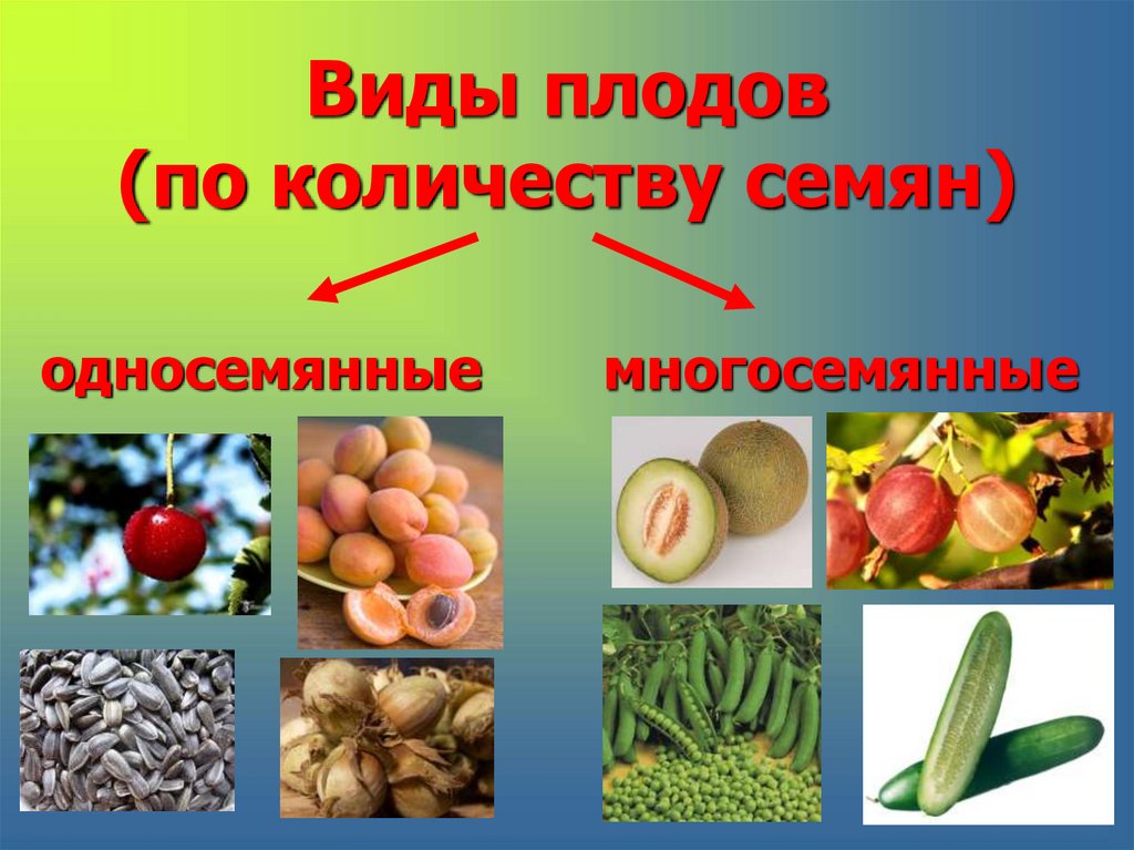 Виды плодов (по количеству семян)