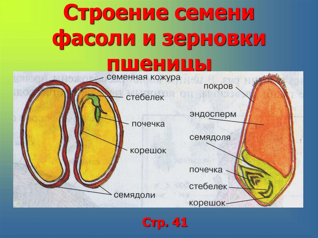 Напишите названия частей семени указанных цифрами на рисунке