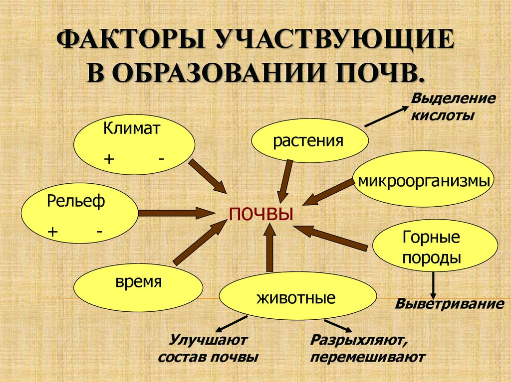 Что участвует в образовании почвы