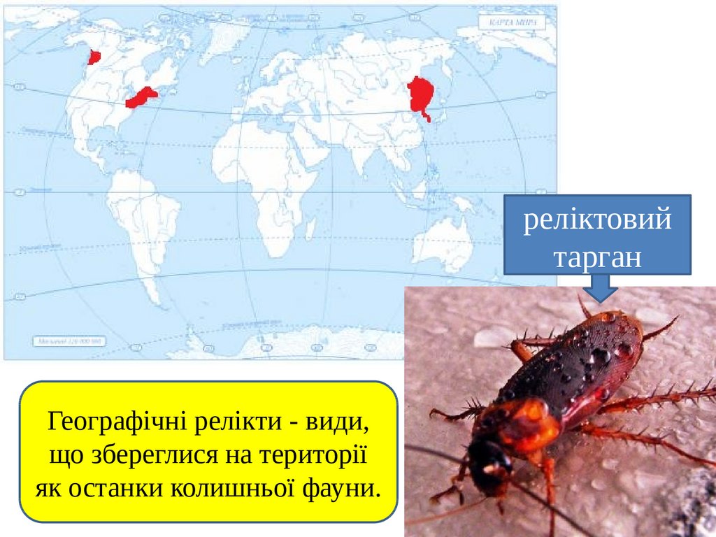 Ареал миграция. Ареалы обитания миграции закономерности размещения животных. Реликтовый ареал. Реликты реликтовые ареалы. Ареалы обитания реликтовый.