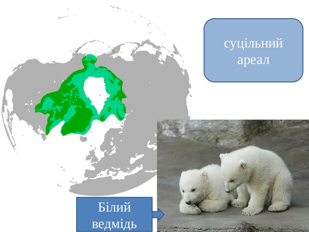 На территории какого государства обитает белый медведь. Ареал обитания белых медведей. Ареал белого медведя. Зона обитания белого медведя. Ареал распространения белого медведя.