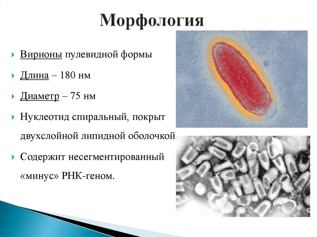 Схема вируса бешенства