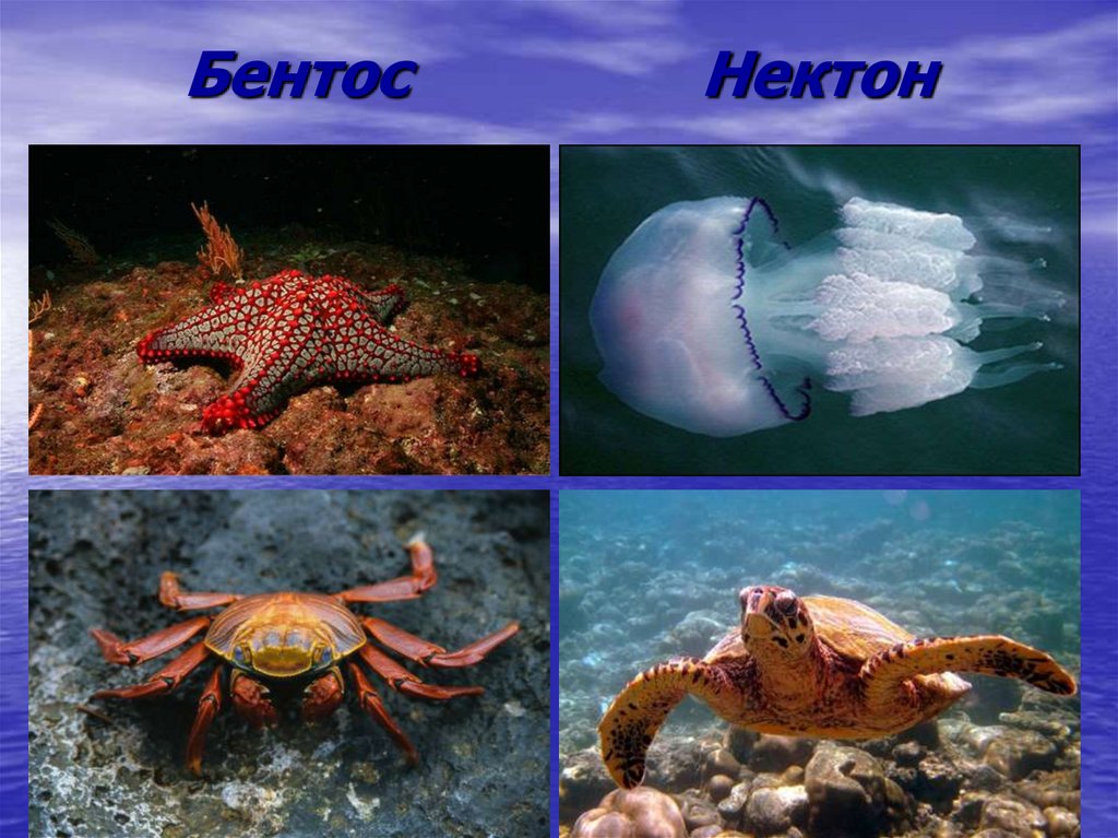 Жизнь в океане география 6 класс кратко. Нектон и бентос. Морской гребешок это бентос. Обитатели планктона нектона и бентоса. Обитатели океана планктон Нектон бентос.