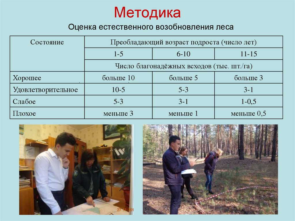 Проект мероприятий по содействию естественному лесовозобновлению