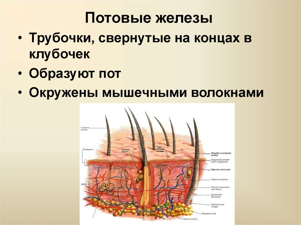 Кожа наружный покровный орган 8 класс презентация