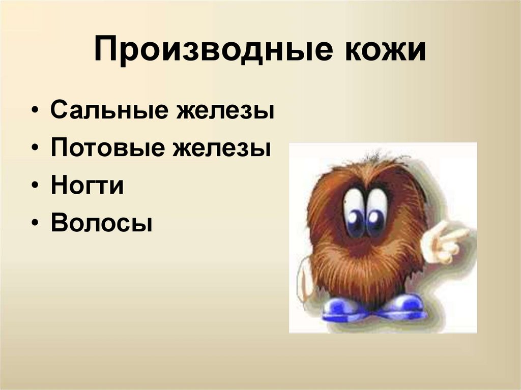 Производные кожи. Производные кожи 8 класс. Сальные железы ударение. Потовые железы ударение.