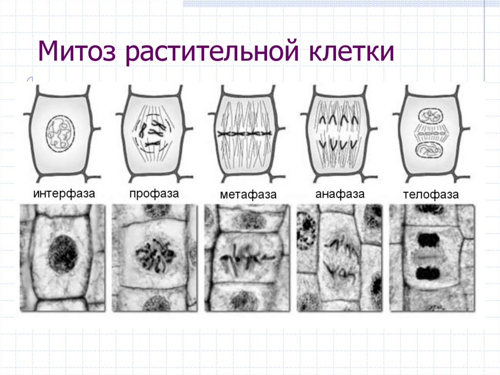 Митоз клетки схема