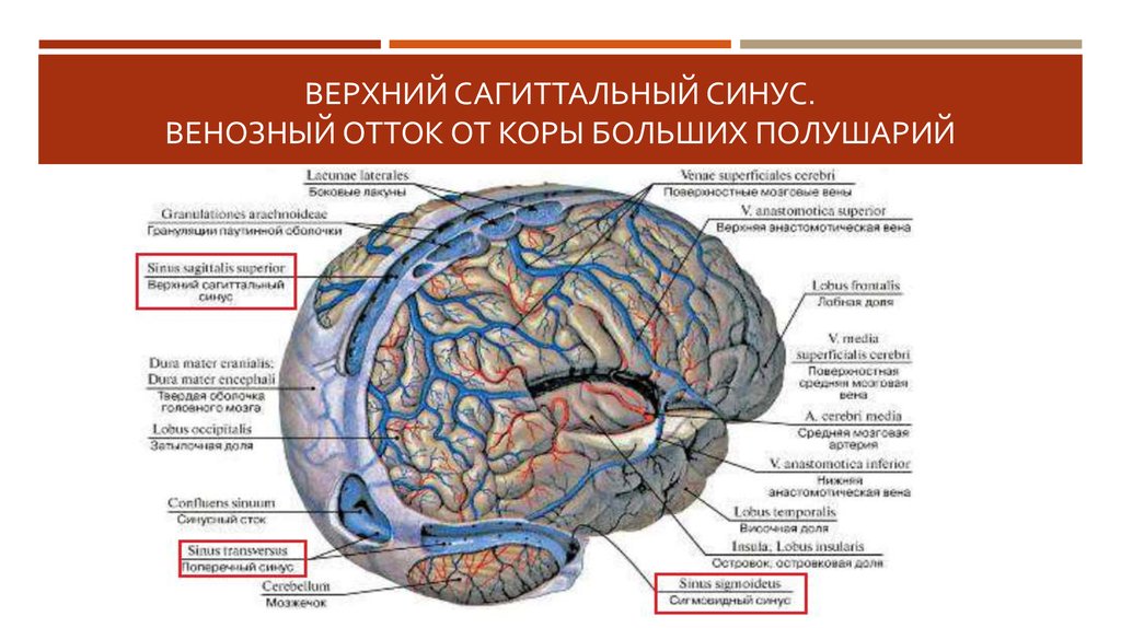 Верхние вены мозга. Верхний Сагиттальный венозный синус. Верхний сагитальный синус. Отток венозной крови от головы.
