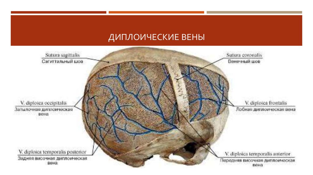 Венозный в черепе. Диплоические и эмиссарные вены головы. Диплоические вены костей свода черепа. Сосцевидная эмиссарная Вена. Лобная диплоическая Вена.