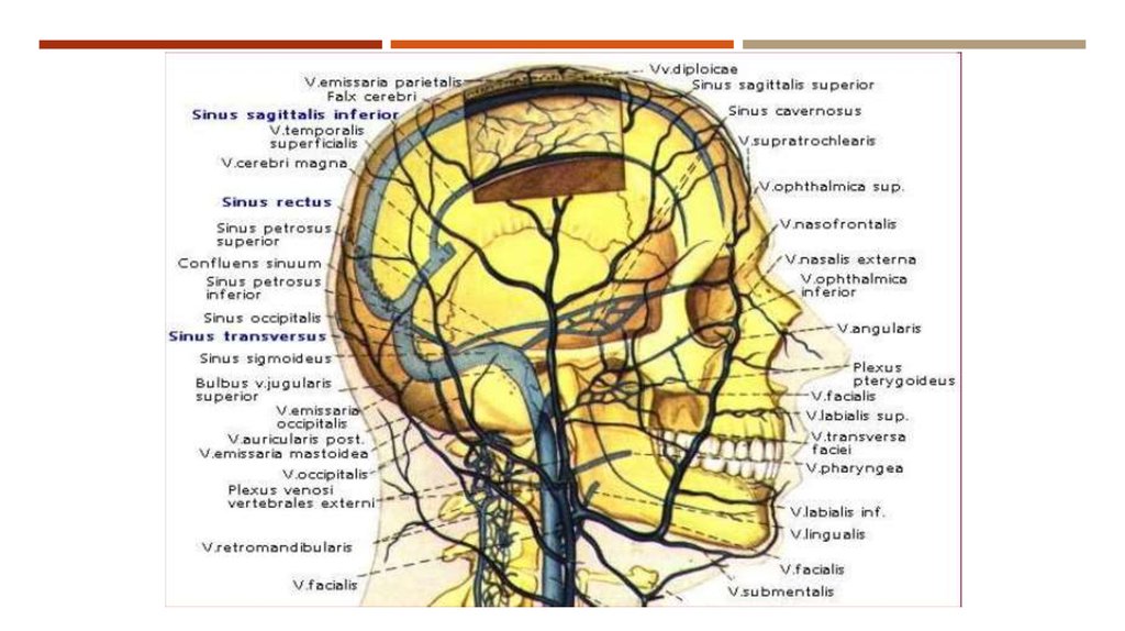 Отток крови от головного мозга. Артерии шеи и головы области кровоснабжения. Кровоснабжение головы вены. Венозный отток головы и шеи схема. Схема венозной системы человека головы.