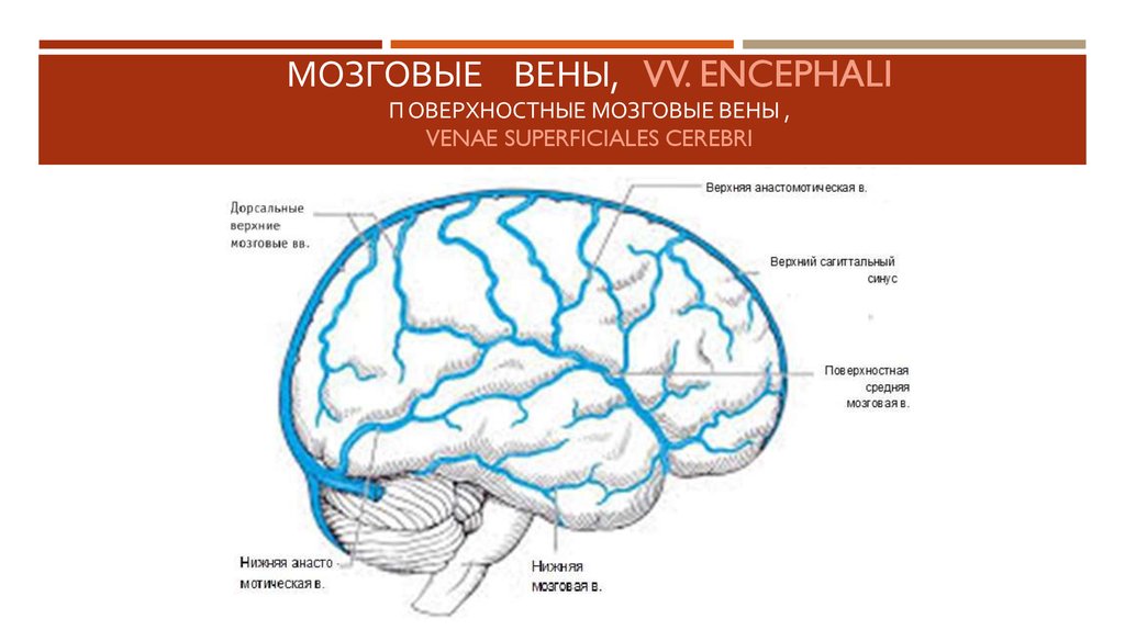 Верхние вены мозга. Вена Галена Вена Розенталя. Поверхностные и глубокие вены головного мозга. Глубокие вены мозга анатомия.