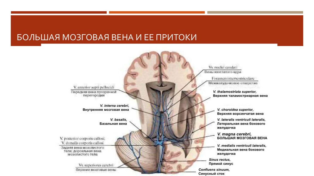 Верхние вены мозга. Базальная мозговая Вена. Поверхностные мозговые вены анатомия. Отток крови от головного мозга венозные синусы. Большая Вена головного мозга.