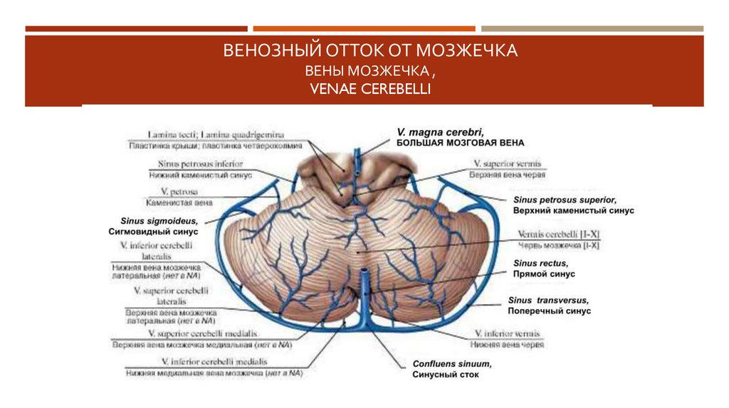 Верхние вены мозга. Кровоснабжение мозга вены. Верхние и нижние вены мозжечка. Отток крови от мозжечка. Предцентральная Вена мозжечка.