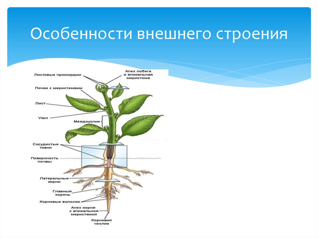 Особенности внешнего строения монстеры