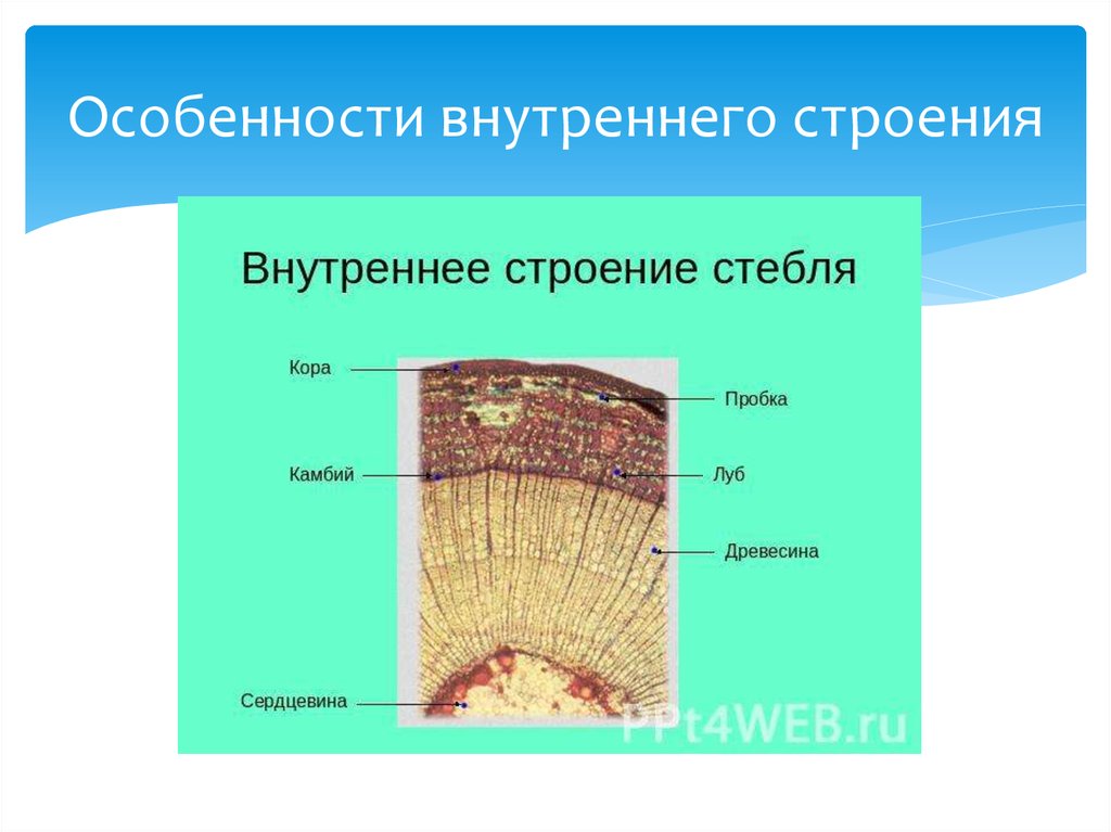 Особенности внешнего строения коры деревьев проект