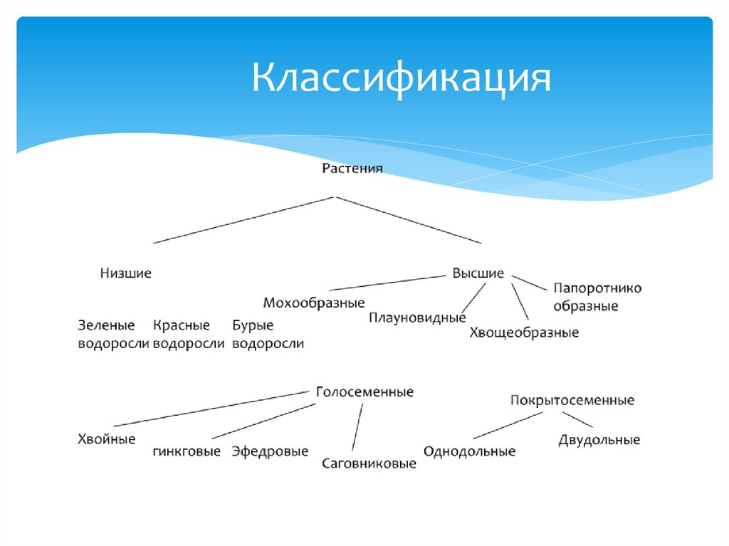 Царство растений классификация схема