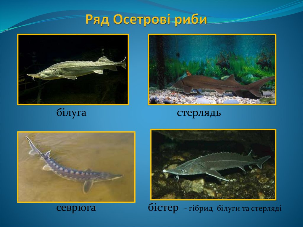 Ряд Осетрові риби