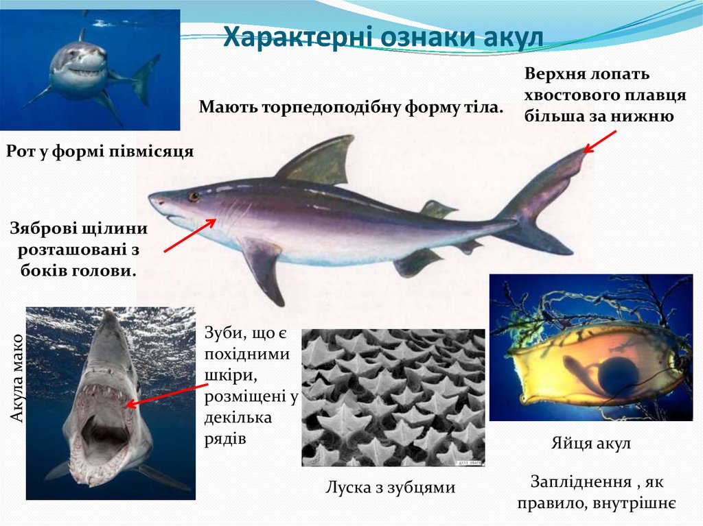 Характерні ознаки акул