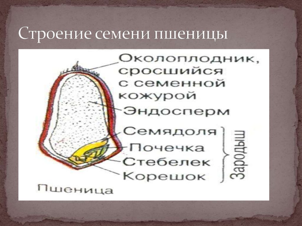 Семя пшеницы строение