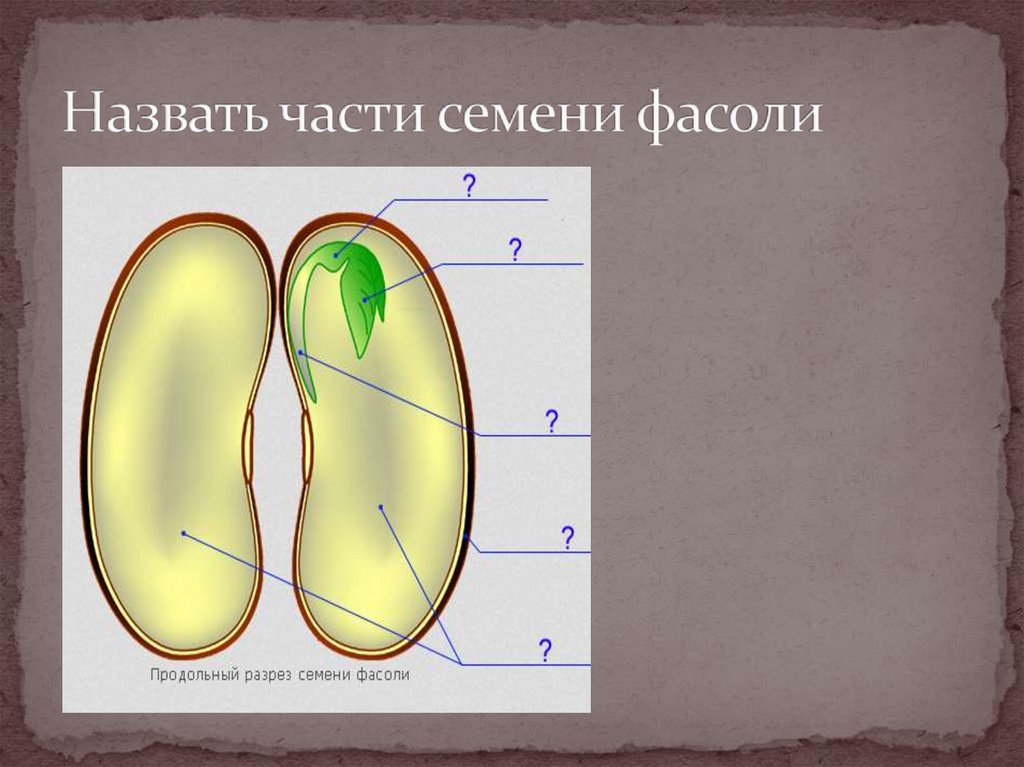 Рисунок семени фасоли без подписей