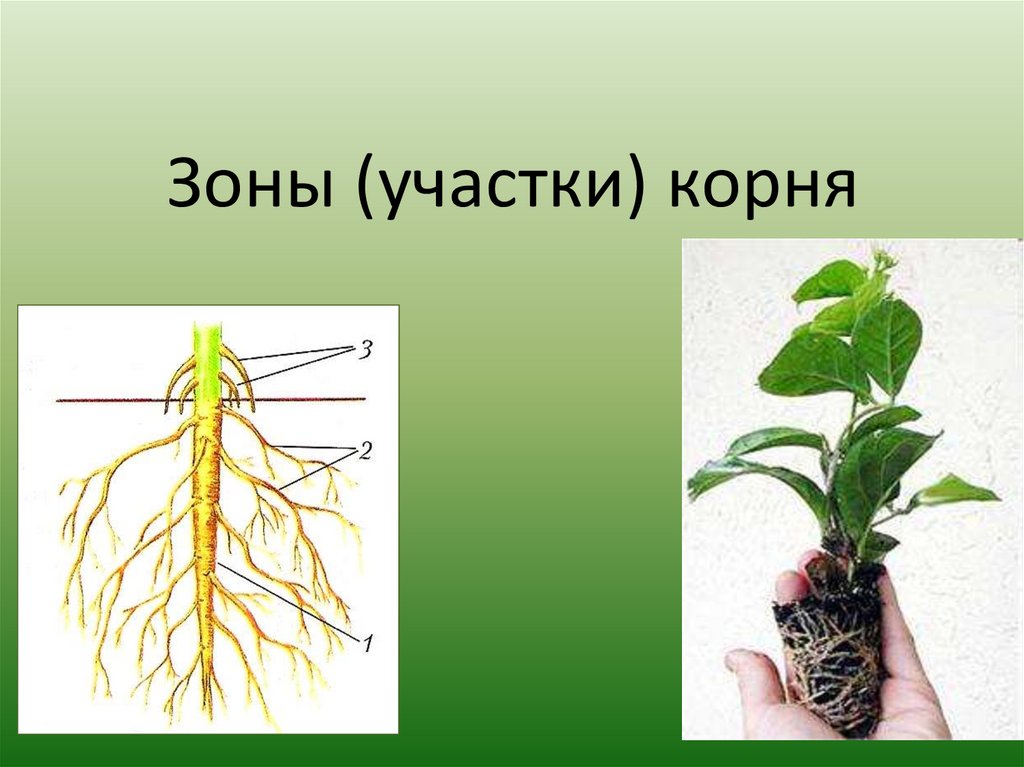 Что такое корень биология