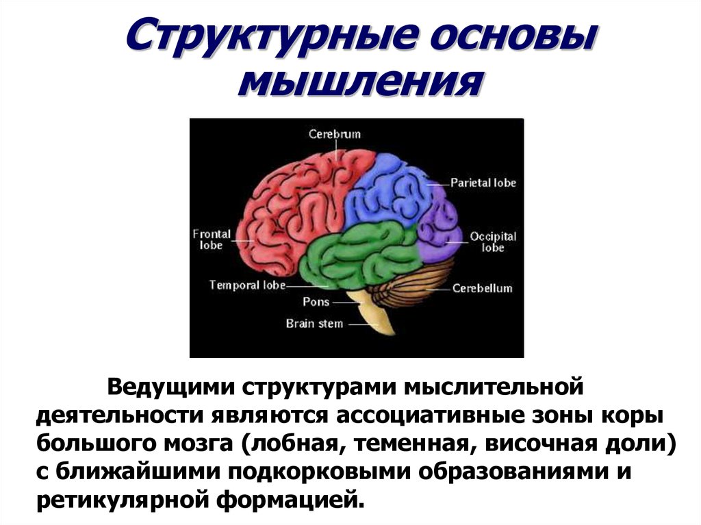 Результат деятельности мозга. Физиологические основы памяти речи сознания. Структурно -функциональные основы мышления. Физиологические основы мышления. Зона мозга отвечающая за мыслительные процессы.