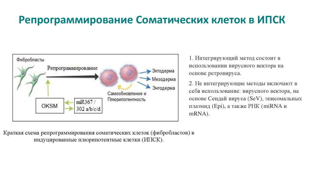 В соматической клетке лисицы содержится. Репрограммирование клеток. Перепрограммирование клеток. Способы репрограммирования соматических клеток. Перепрограммирование клеток человека.