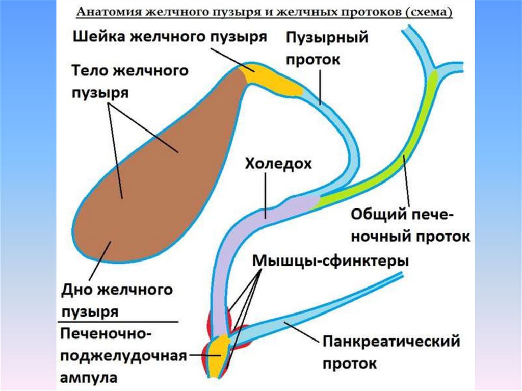 Размер желчного пузыря у мужчин. Диаметр желчных протоков в норме УЗИ. Холедох и желчный пузырь на УЗИ. Желчный пузырь и холедох строение. Желчный пузырь анатомия холедох норма.