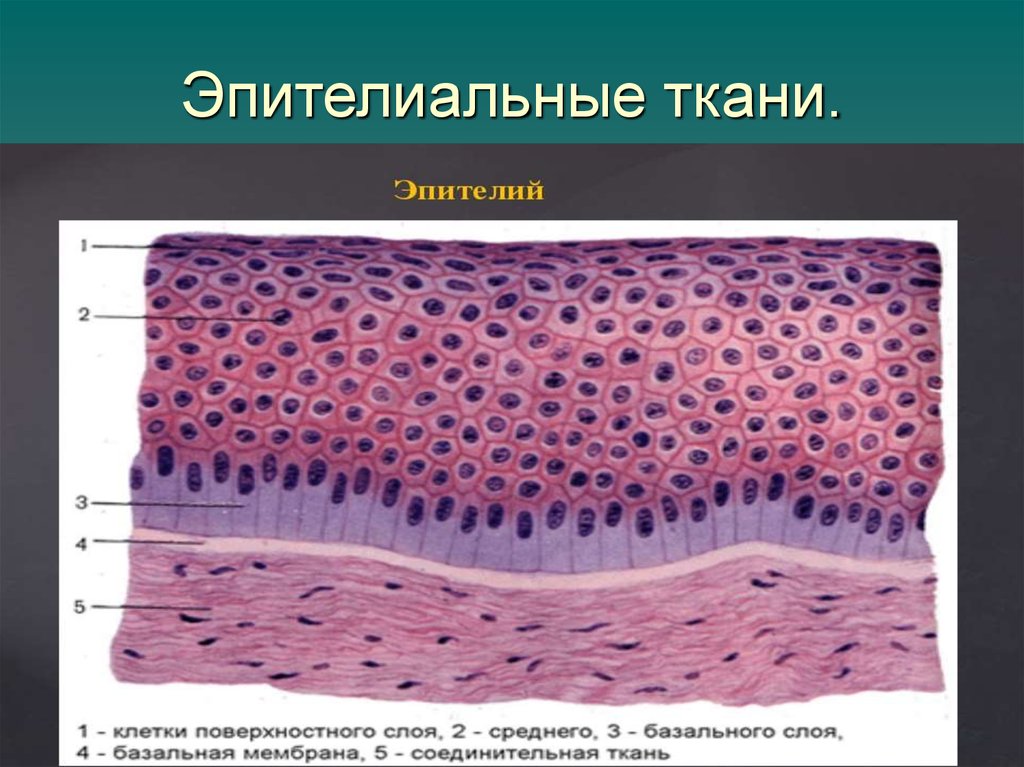 Клетки эпителиальной ткани виды. Строение эпителиальной ткани анатомия. Строение клетки эпителиальной ткани. Эпителиальные ткани (эпителии). Покровный эпителий строение ткани.